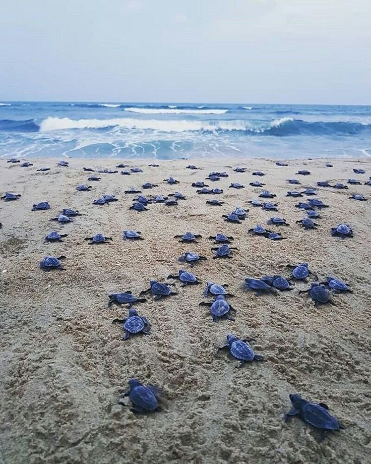 Baby Sea Turtles - watch where you step!