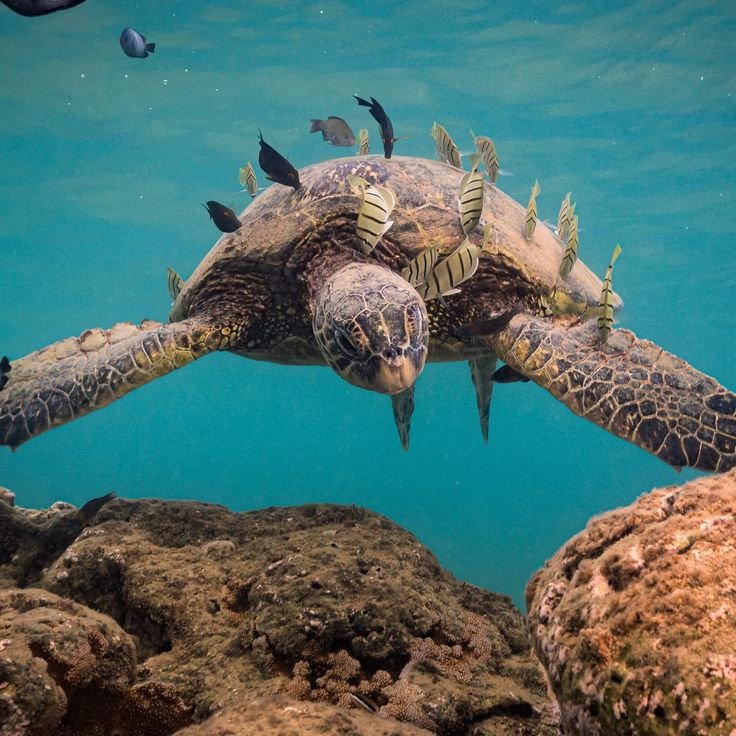 Returned from Kauai with some neat underwater…